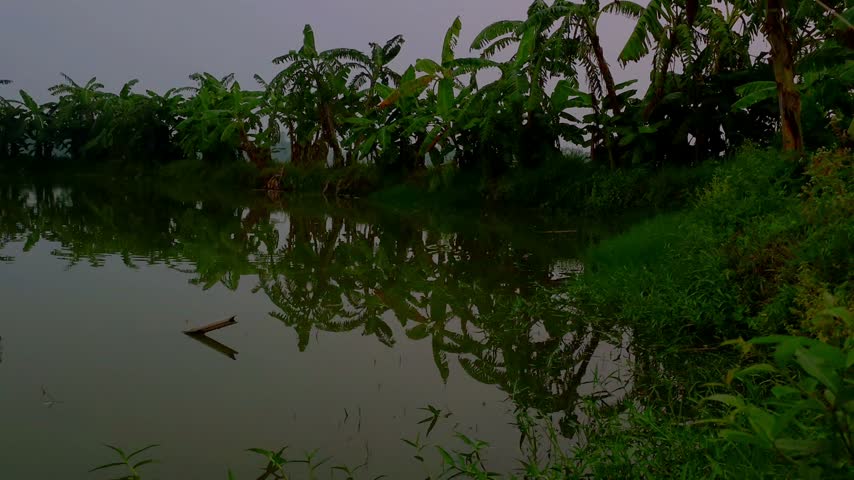 Serene village pond surrounded by lush green foliage and tranquil nature.