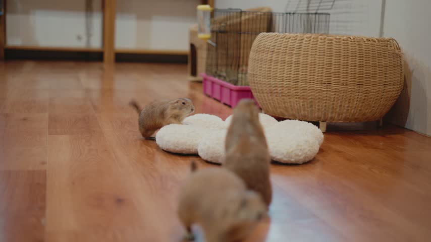 Cute prairie dogs playing and standing up in an animal cafe, one approaching the camera