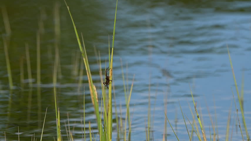 Spider on a blade of grass in a swamp