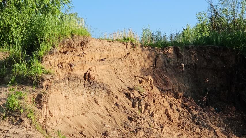 swallow nests. Exposed earth cliff under green vegetation. Sloping dirt face shows natural erosion patterns. distant bird enhance rural scene. Plants grow around soil edge, indicating wild habitat