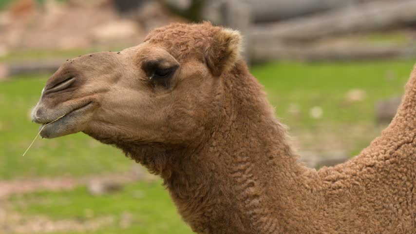 Close-up profile of a brown dromedary camel chewing grass outdoors in Dubbo, Australia.