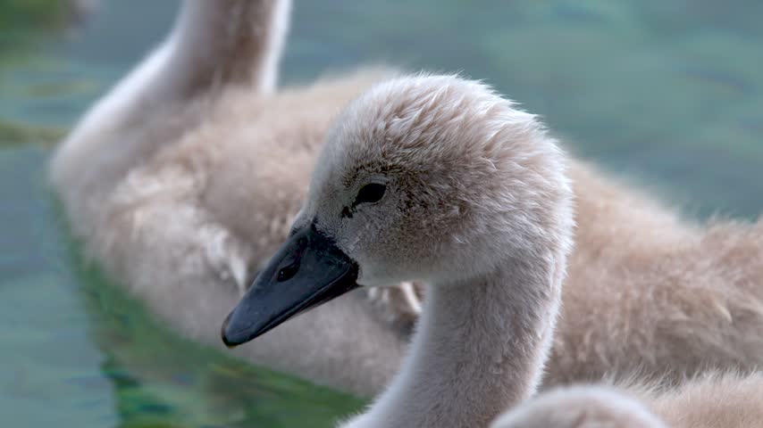 Close-up of fluffy mute swan cygnets swimming together in clear calm water on Lake Geneva.