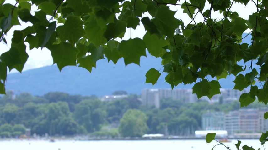 Tree leaves frame a scenic view of Lake Geneva and the distant shoreline in Switzerland.