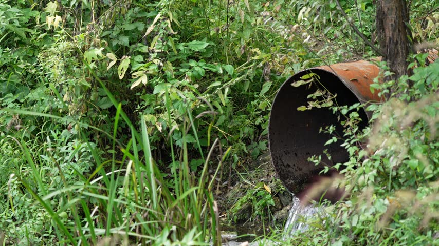 A crystal stream pours from a rusty pipe hidden in a lush forest, where ferns and grasses sway in the damp morning wilderness air.