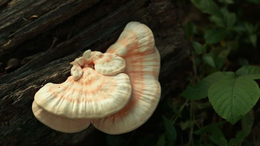 Fresh Yellow Mushrooms growing on the tree in the Wild Nature