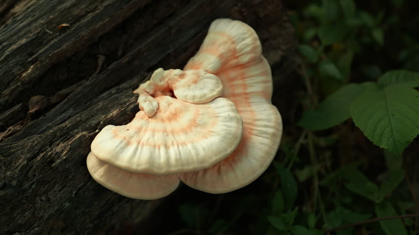 Fresh Yellow Mushrooms growing on the tree in the Wild Nature