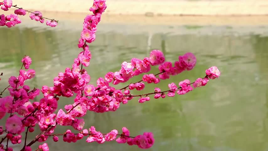 Close-up 4K footage of branches covered with vibrant red flowers overlooking a gently flowing river, creating a beautiful and peaceful natural scene.