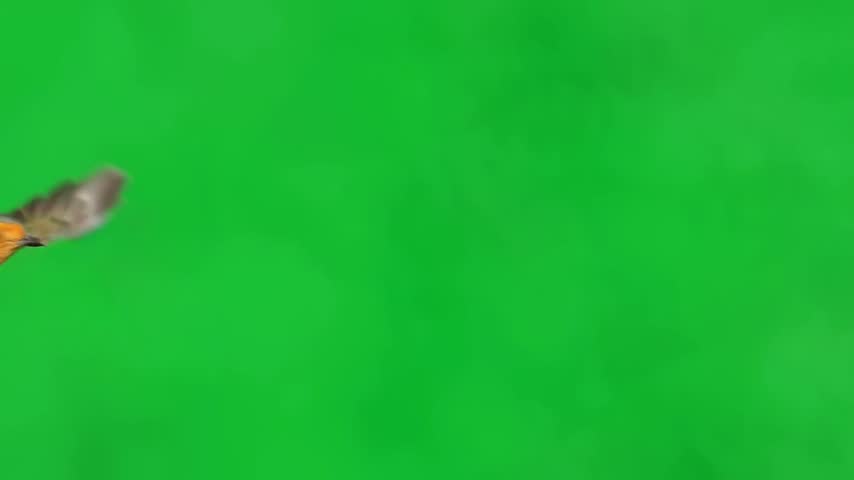 European robin flying isolated against a green screen background in realistic wildlife footage