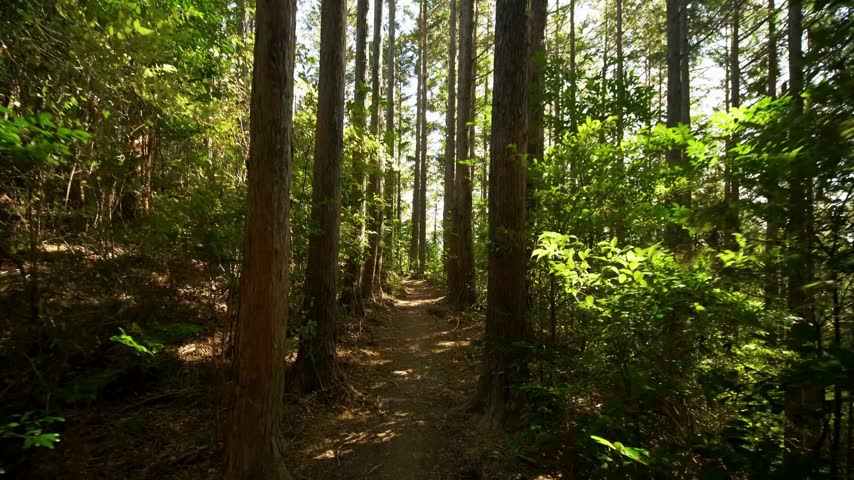 Sunlight glows through vibrant green canopy and tall tree trunks lining peaceful hiking path in serene summer forest wilderness during warm afternoon light