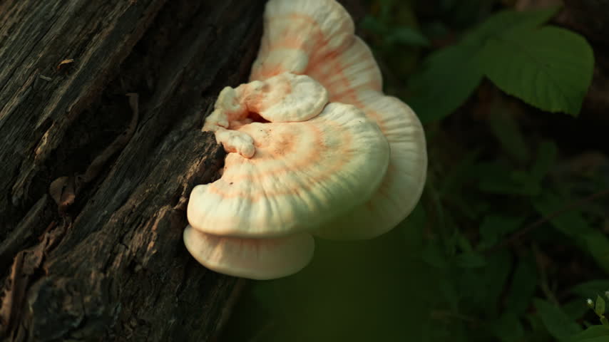 Fresh Yellow Mushrooms growing on the tree in the Wild Nature