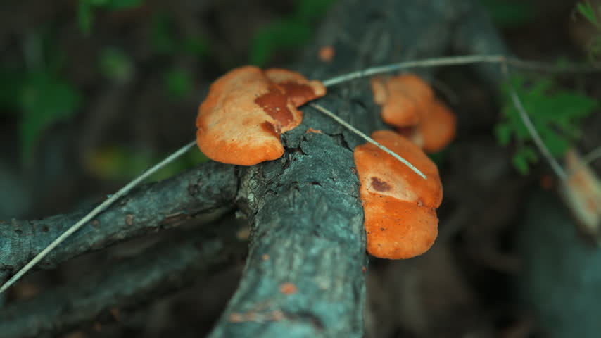 Fresh Yellow Mushrooms growing on the tree in the Wild Nature