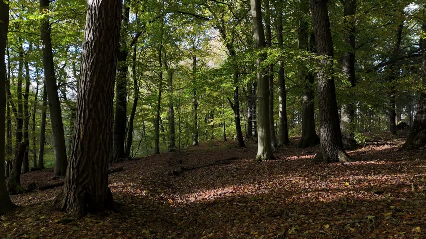 Golden sunbeams illuminate vibrant green leaves and rustic forest floor covered in dry foliage creating serene atmosphere within natural wilderness environment during calm autumn afternoon