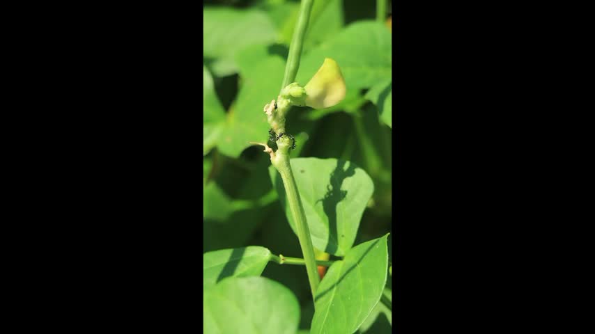 Black ants gathering on a green plant stem outdoors in bright sunny day.