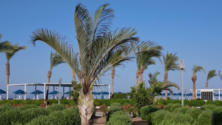 Vibrant seaside park landscape featuring lush green bushes and tall palm trees swaying gracefully under clear blue sky during daylight hours.