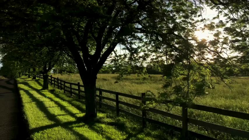 Sunlight casts shadows of tree branches on a grassy field next to a wooden fence. Bright landscape showcases nature