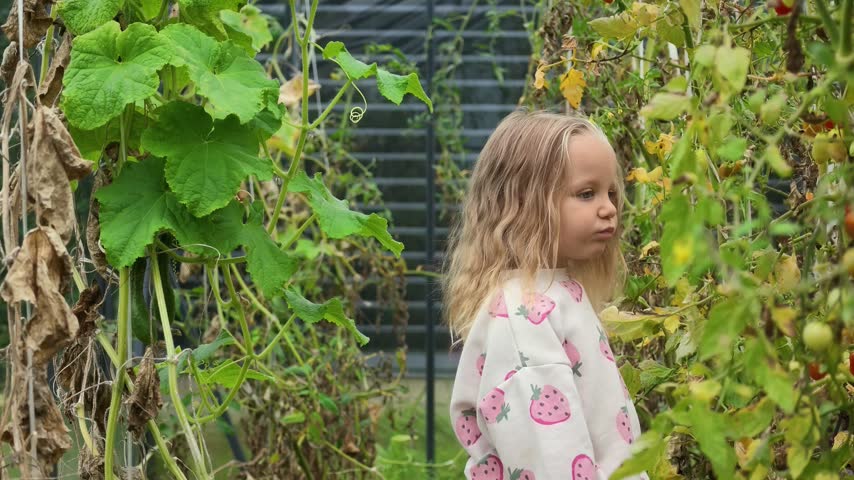 Young girl in strawberry-patterned sweater explores inside greenhouse, carefully observing growing tomato plants while squatting along narrow path between garden beds.