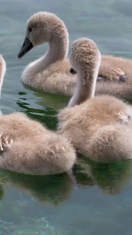 Fluffy mute swan cygnets swim together on calm, clear lake water in natural daylight.