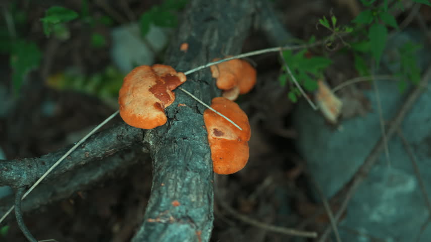 Fresh Yellow Mushrooms growing on the tree in the Wild Nature