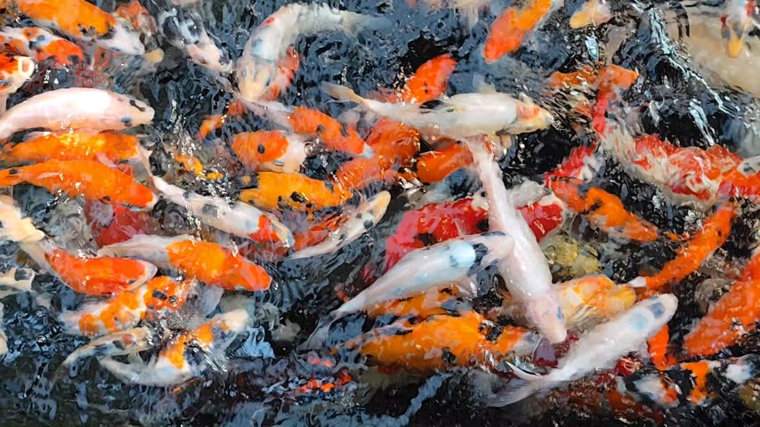 Many colorful koi fish are swimming in the pond. Freshwater ornamental fish. A group of koi fish is swimming very aggressively.