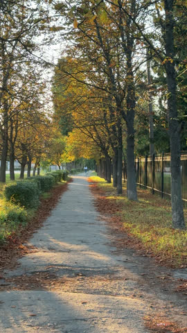 Peaceful autumn park pathway with golden foliage and warm sunset light