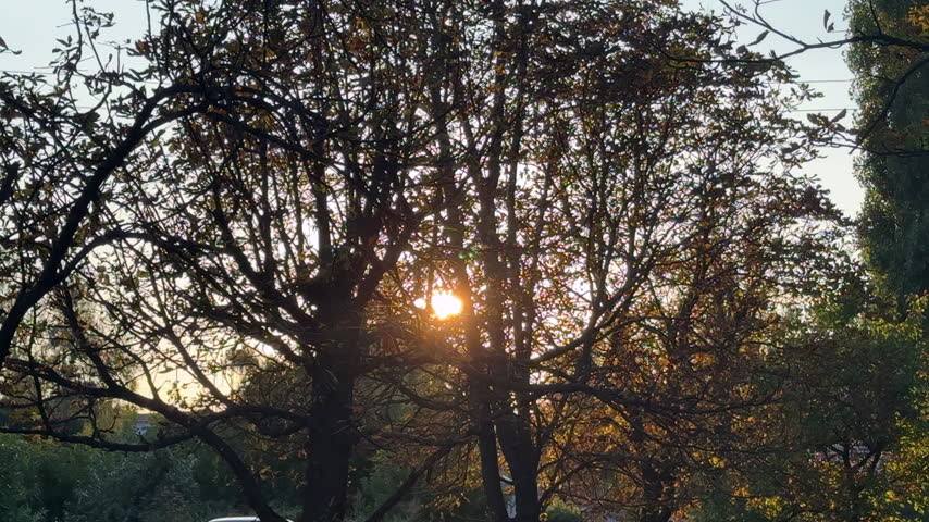 Bright sun rays shining through silhouette tree branches during a golden hour sunset