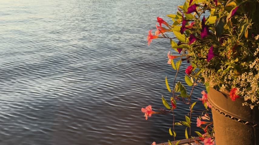 Golden hour sunlight on lake water with vibrant flowers in a pot by the shore