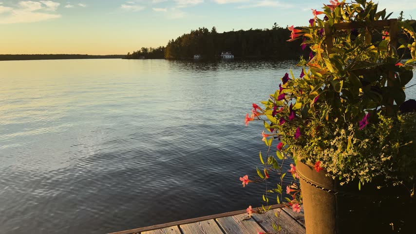 Golden hour view from a lakeside dock with flowers, calm water, and distant trees