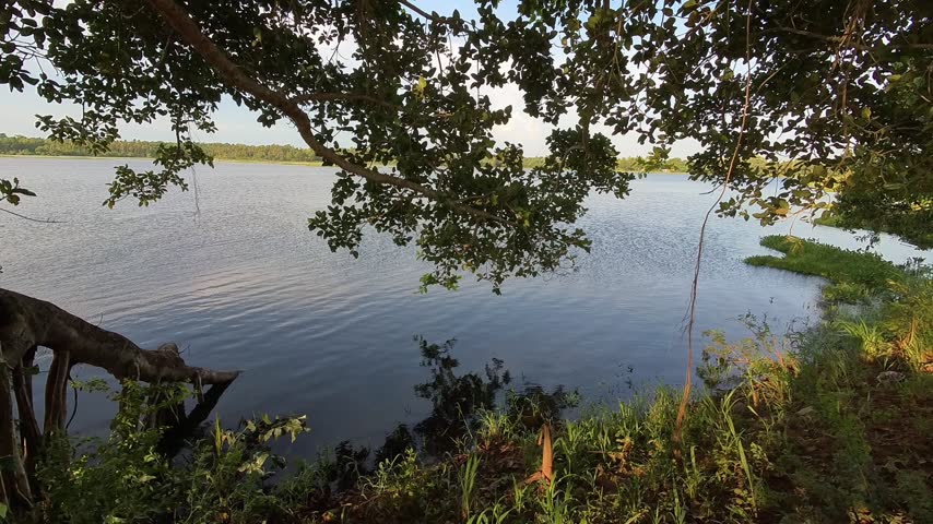 Calm Lake Framed by Overhanging Tree Branches, Peaceful Shoreline
