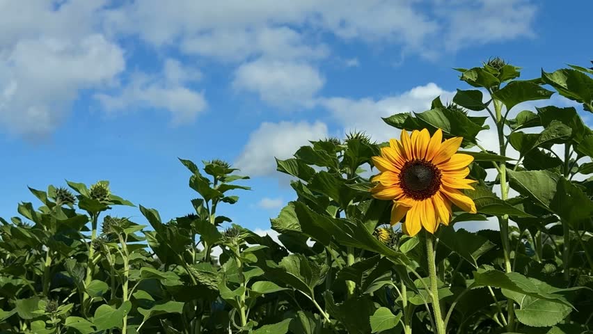Bright yellow sunflower with textured center and green leaves under a vivid blue sky and white clouds 