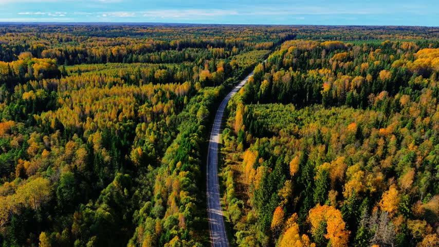 Autumn foliage covering both sides of a winding asphalt road through a dense forest landscape