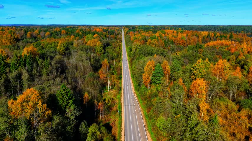 Tree-lined asphalt road surrounded by vibrant autumn foliage under a clear blue sky
