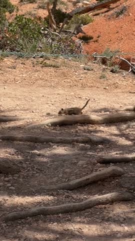 Chipmunk in Bryce Canyon national park, Utah, USA