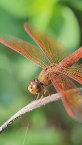 Top view macro photography of a brown dragonfly perched on green leaves with detailed transparent wing textures and compound eyes.
