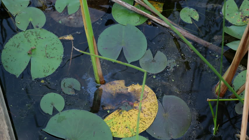 Lily Pads and Water Grass in Pond, Close Up
