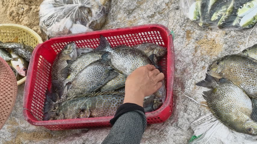Vendor hands sorting and selecting fresh spotted fish in a red plastic basket at a coastal seafood market on the beach