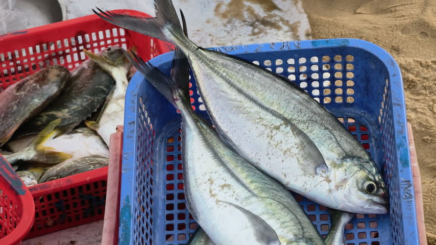 Fresh caught scad fish in a blue plastic basket at a coastal fish market on the sandy beach