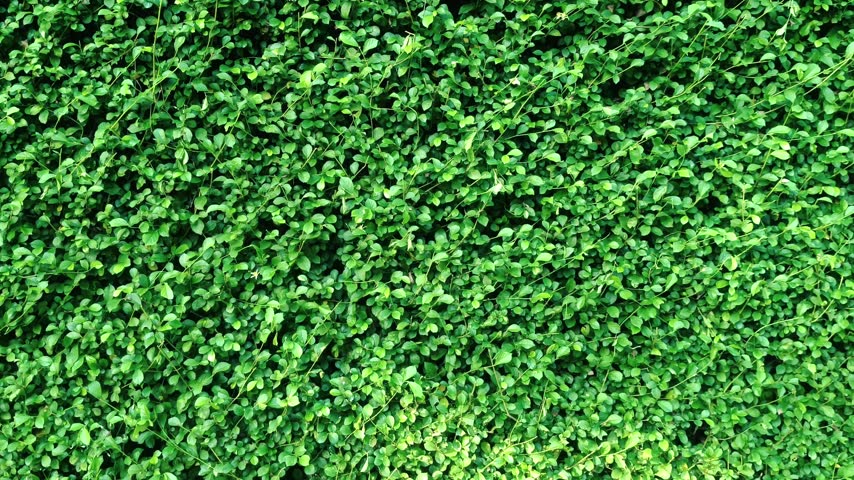 A full frame shot of a lush green hedge for nature backgrounds.
