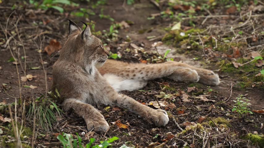 European  Lynx resting in an open woodland