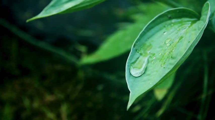 Closeup of a water droplet on a green leaf, showcasing the intricate details of nature in a lush garden. Perfect for backgrounds or nature themes. Shot in high definition, emphasizing clarity.