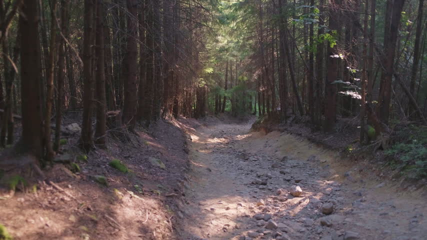 Sunlit Dirt and Stony Trail in Deep Mountain Forest