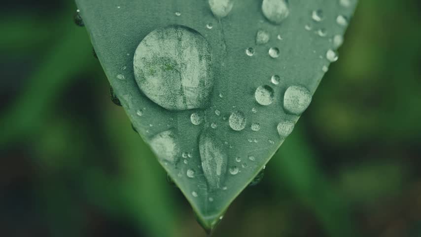 Closeup shows water droplets resting on a green leaf capturing details of nature with blurred green background enhancing the organic scene. Ideal for nature themes and backgrounds.