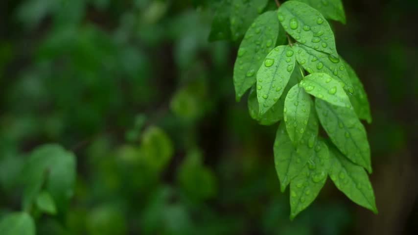 Green leaves covered in water droplets hang from branches in a forest. This vibrant nature background captures the essence of fresh foliage after rain.