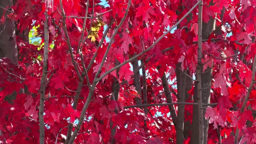 Close-up of vibrant red maple leaves against a bright blue sky during the autumn season.