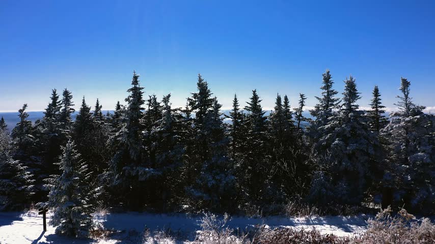 Smoky morning clouds drifting through the pine trees on Mount Greylock in Massachusetts at dawn