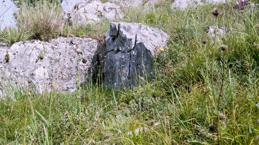 Hiker wearing orange trousers walks through lush mountain meadow filled with wild green grass and large gray rocks under bright daylight during summer outdoor exploration in wilderness area