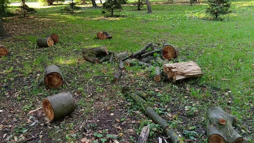Cut tree trunks and branches lying on the green grass in a park, representing deforestation