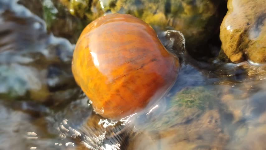 A freshwater river snail crawling on a wet rock in a clear flowing stream, surrounded by natural water, stones, and a peaceful aquatic environment.