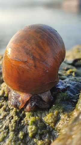 A freshwater river snail crawling on a wet rock in a clear flowing stream, surrounded by natural water, stones, and a peaceful aquatic environment.
