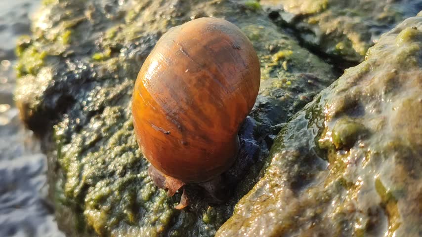 A freshwater river snail crawling on a wet rock in a clear flowing stream, surrounded by natural water, stones, and a peaceful aquatic environment.