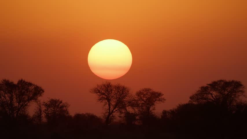 Extra long shot of an Orange Sunset over the Savanna with Acacia Trees